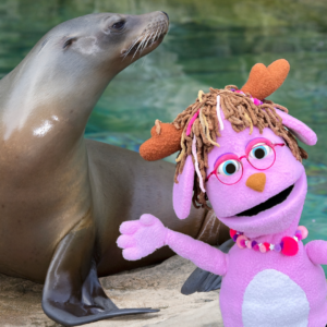 Do Sea Lions Wear Sunglasses Do Sea Lions Wear Sunglasses