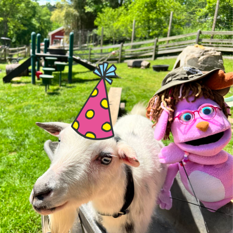 Birthday Party at the Zoo